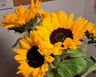 Profile picture of Sunflower